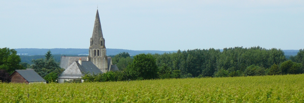eglise et vignes