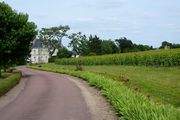 vignes