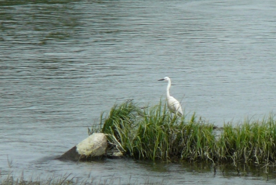 oiseau