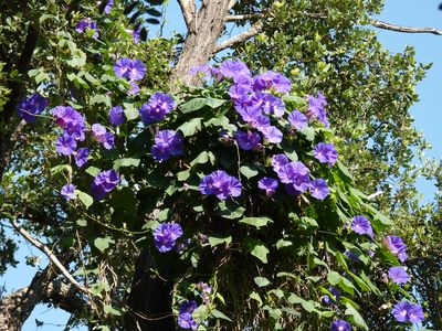 fleurs
