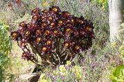 jardin Rayol