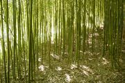 jardin Rayol