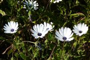 jardin Rayol